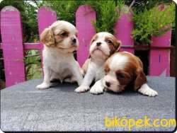 A Kalite King Charles Cavalier Yavrularımız 3