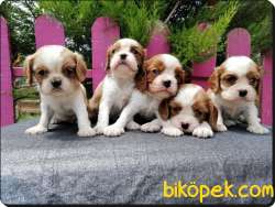 A Kalite King Charles Cavalier Yavrularımız 5