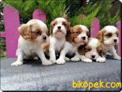 A Kalite King Charles Cavalier Yavrularımız 4
