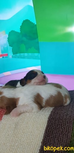 King Charles Cavaliers Yavrularım 4