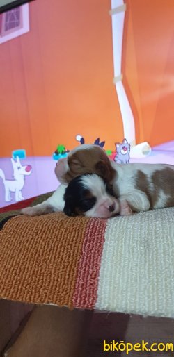 King Charles Cavaliers Yavrularım 2