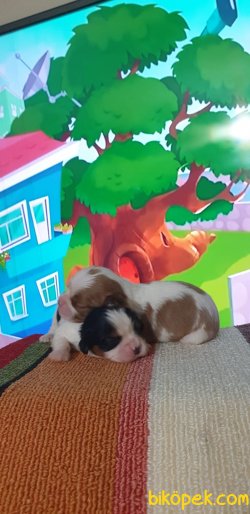 King Charles Cavaliers Yavrularım 5
