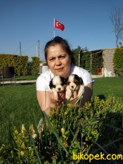 King Charles Cavaliers Yavrularım 4