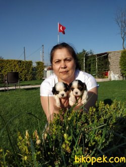 King Charles Cavaliers Yavrularım 2