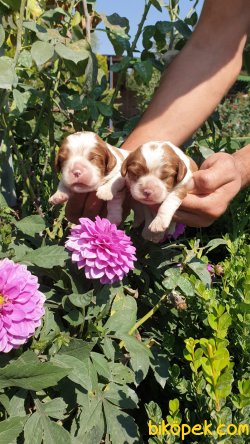 King Charles Cavaliers Yavrularım 4