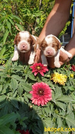 King Charles Cavaliers Yavrularım 1