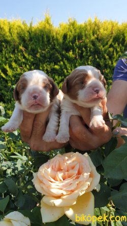 King Charles Cavaliers Yavrularım 3