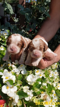 King Charles Cavaliers Yavrularım 5