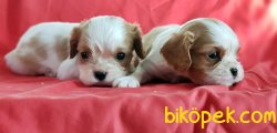 King Charles Yavrular 5
