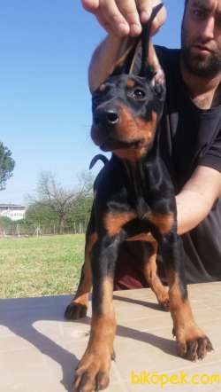 KİNG DOBERMAN DİŞİ TESLİME HAZIR 2