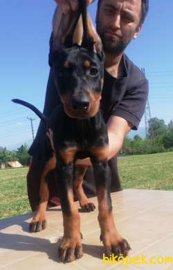 KİNG DOBERMAN DİŞİ TESLİME HAZIR 3
