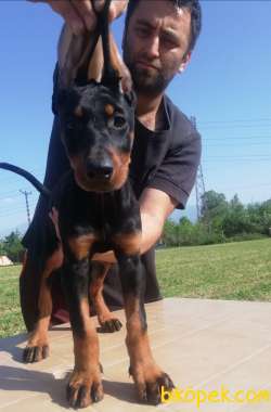 KİNG DOBERMAN DİŞİ TESLİME HAZIR