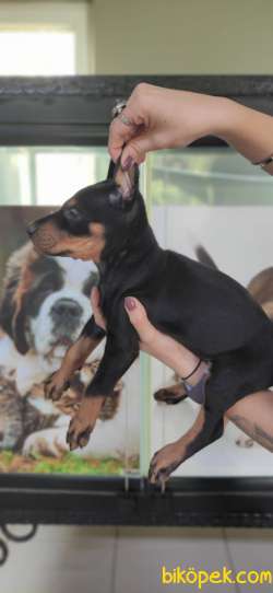 KİNG DOBERMAN DİŞİ TESLİME HAZIR IRK GARANTİLİ 3