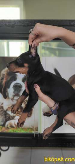 KİNG DOBERMAN DİŞİ TESLİME HAZIR IRK GARANTİLİ 1