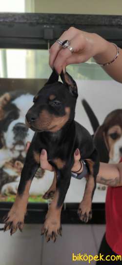 KİNG DOBERMAN DİŞİ TESLİME HAZIR IRK GARANTİLİ 2