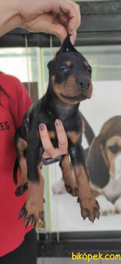 KİNG DOBERMAN DİŞİ TESLİME HAZIR IRK GARANTİLİ 5