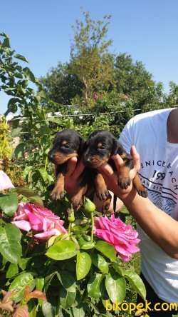 King Doberman Güvenlik Yavrularim 4