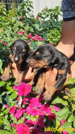 King Doberman Güvenlik Yavrularim 1