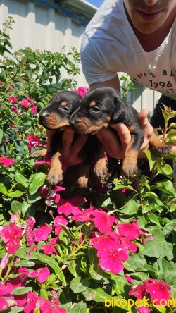 King Doberman Güvenlik Yavrularim 5