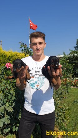 King Doberman Güvenlik Yavrularim 2