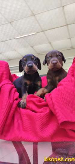 KİNG DOBERMAN SAFKAN IRK GARANTİLİ