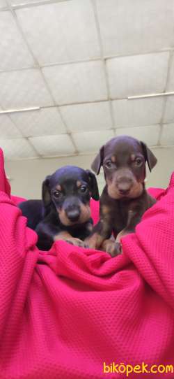 KİNG DOBERMAN SAFKAN IRK GARANTİLİ 4