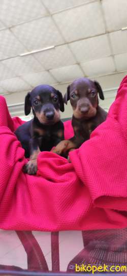 KİNG DOBERMAN SAFKAN IRK GARANTİLİ 5