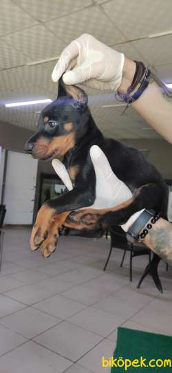 KİNG DOBERMAN SAFKAN IRK GARANTİLİ 2