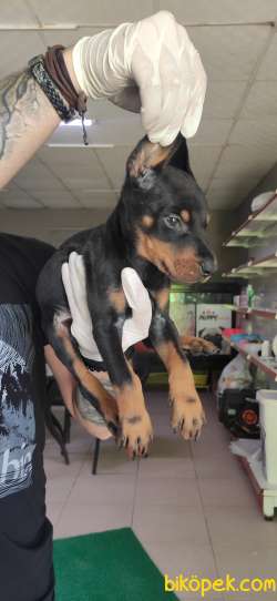 KİNG DOBERMAN SAFKAN IRK GARANTİLİ 3