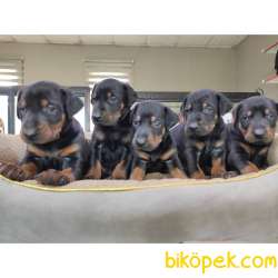 KİNG DOBERMAN SAFKAN IRK GARANTİLİ TESLİM