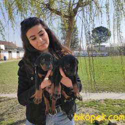 KİNG DOBERMAN SAFKAN IRK GARANTİLİ TESLİM 3