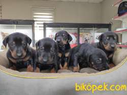 KİNG DOBERMAN SAFKAN IRK GARANTİLİ TESLİM 5