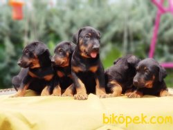 KİNG DOBERMAN YAVRULARIMIZ 5
