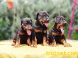 KİNG DOBERMAN YAVRULARIMIZ 2