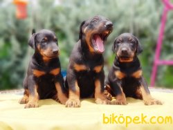 KİNG DOBERMAN YAVRULARIMIZ 4
