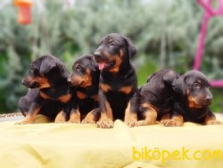 KİNG DOBERMAN YAVRULARIMIZ 3