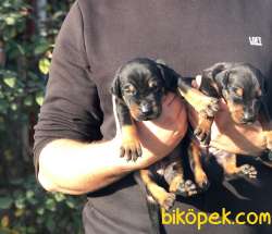 King Doberman Yavru 2