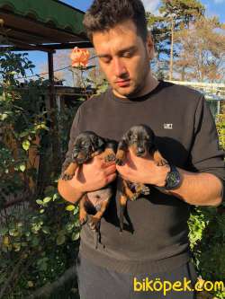 King Doberman Yavru 3