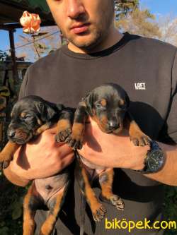 King Doberman Yavru 1