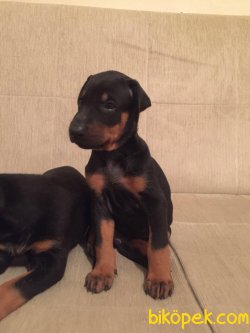 KİNG DOBERMAN YAVRULAR 4