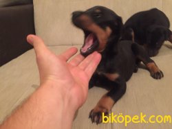 KİNG DOBERMAN YAVRULAR 2