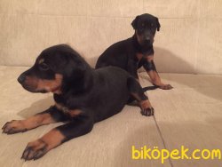 KİNG DOBERMAN YAVRULAR 3