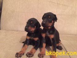 KİNG DOBERMAN YAVRULAR 1