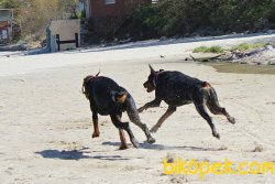 KING DOBERMAN YAVRULARI 4