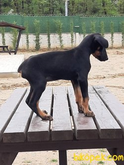 KING DOBERMAN YAVRULARI 4