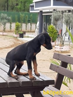 KING DOBERMAN YAVRULARI 3