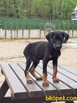 KING DOBERMAN YAVRULARI 1
