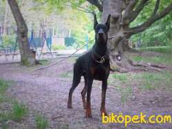 KING DOBERMAN YAVRULARI 1