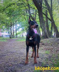 KING DOBERMAN YAVRULARI 4