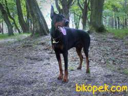 KING DOBERMAN YAVRULARI 2